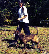 Heeling review is met with enthusiasm