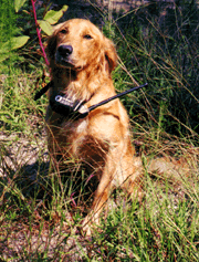 Photo of typical soft Golden Retriever bitch wearing electric collar
