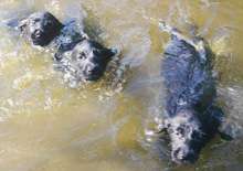 Three puppies swimming