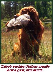 Today's 
working Goldens usually have good, firm mouths.