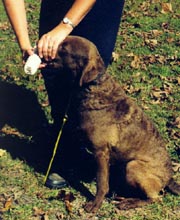 Photo shows procedure for putting dummy in dog's mouth