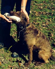As shown, support the dog's chin and praise