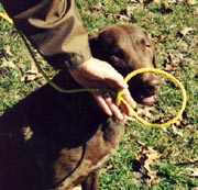 How to make a 'noose' of checkcord