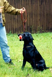 Retriever is sitting and holding dummy