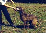 Demostration of getting the dog moving