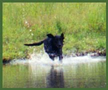 Black Lab leaping into the water