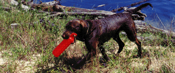 Chesapeake emerging from a pond carrying a training dummy