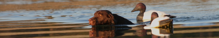 retriever swimming through canvasback decoys